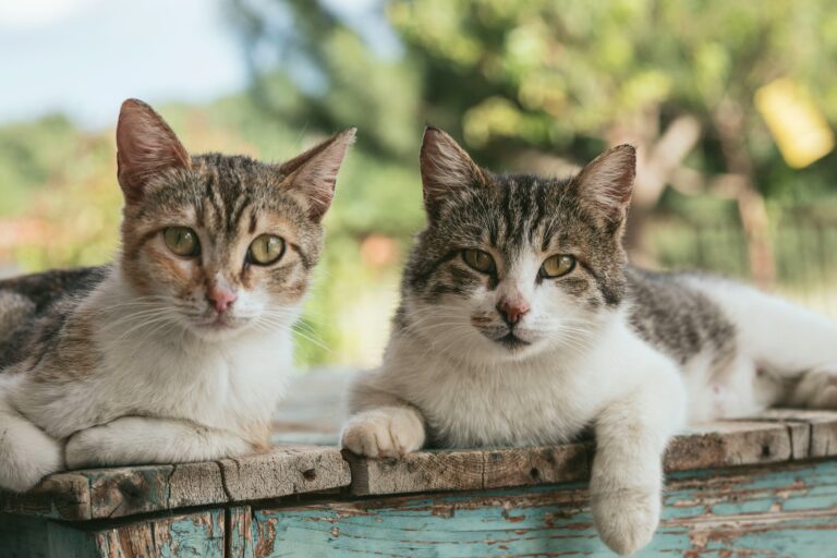 Wie gut ist Tofu Katzenstreu?