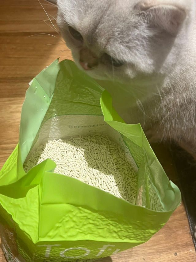 Katze von Emilia