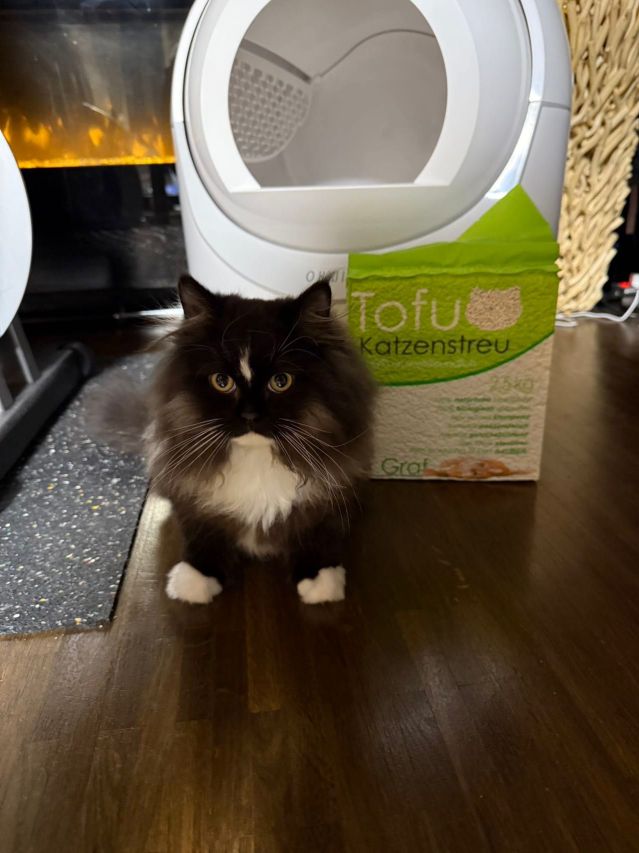 SIEGFRIED: Katzenfeedback