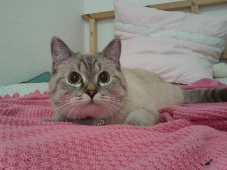 Alex' Katze 2