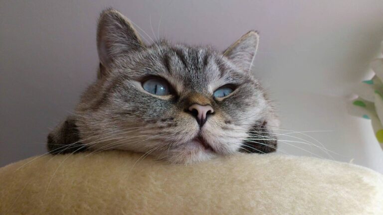 Alex' Katze 4