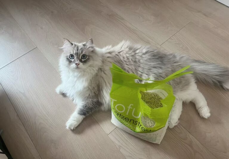 Erfahrung mit zwei Katzen