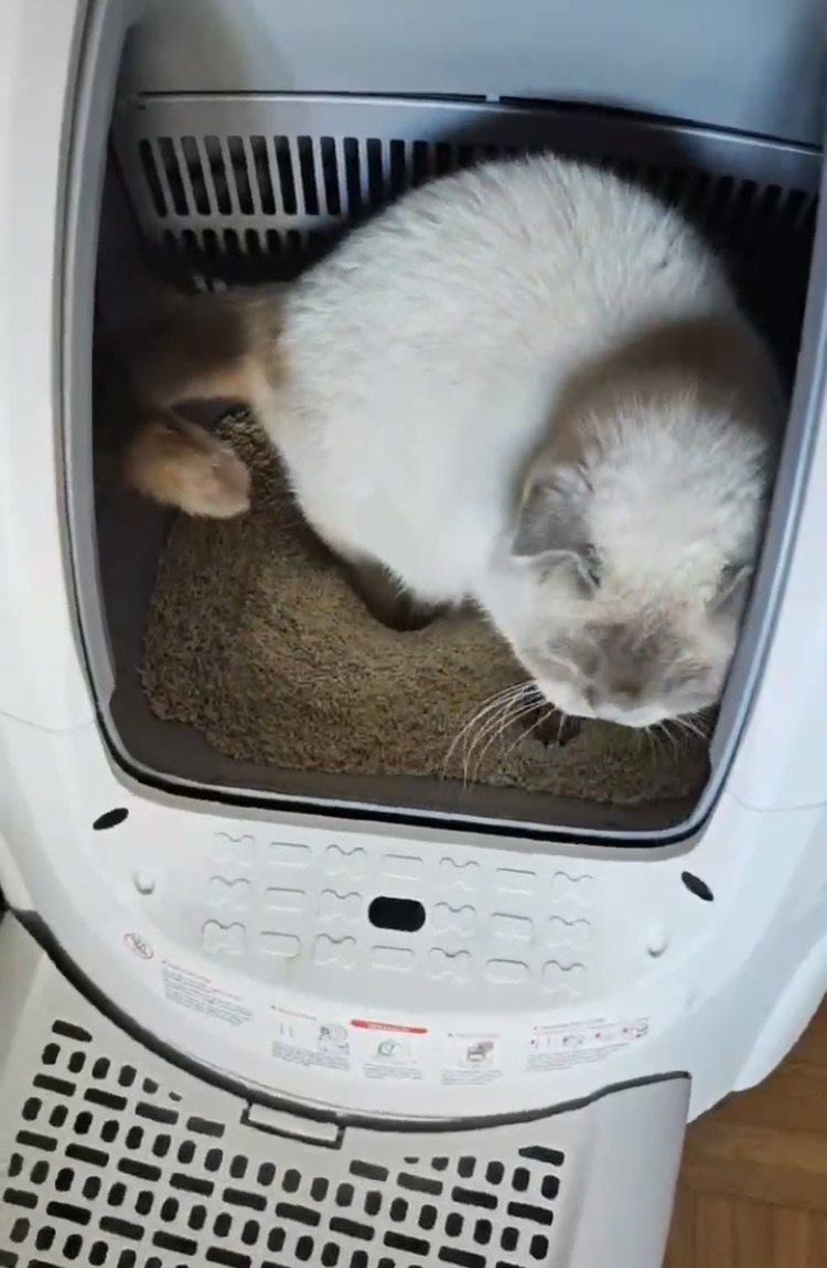katze ohne geruch