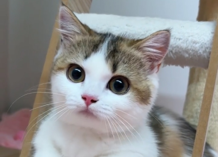 Lohr’s Katze