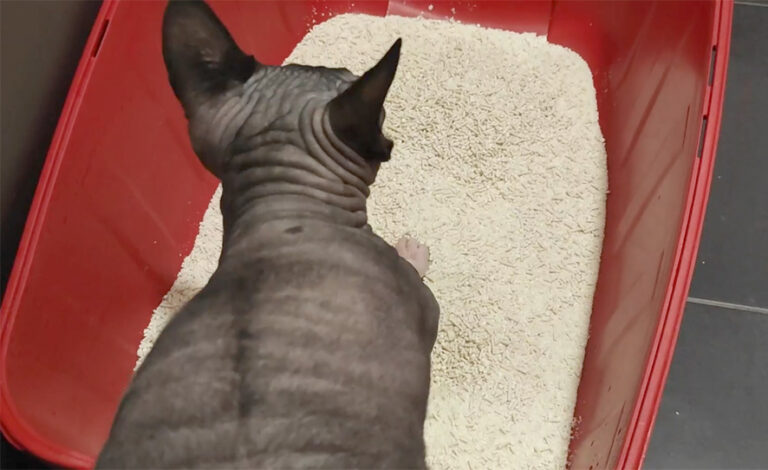 “El Gato” von Lorena